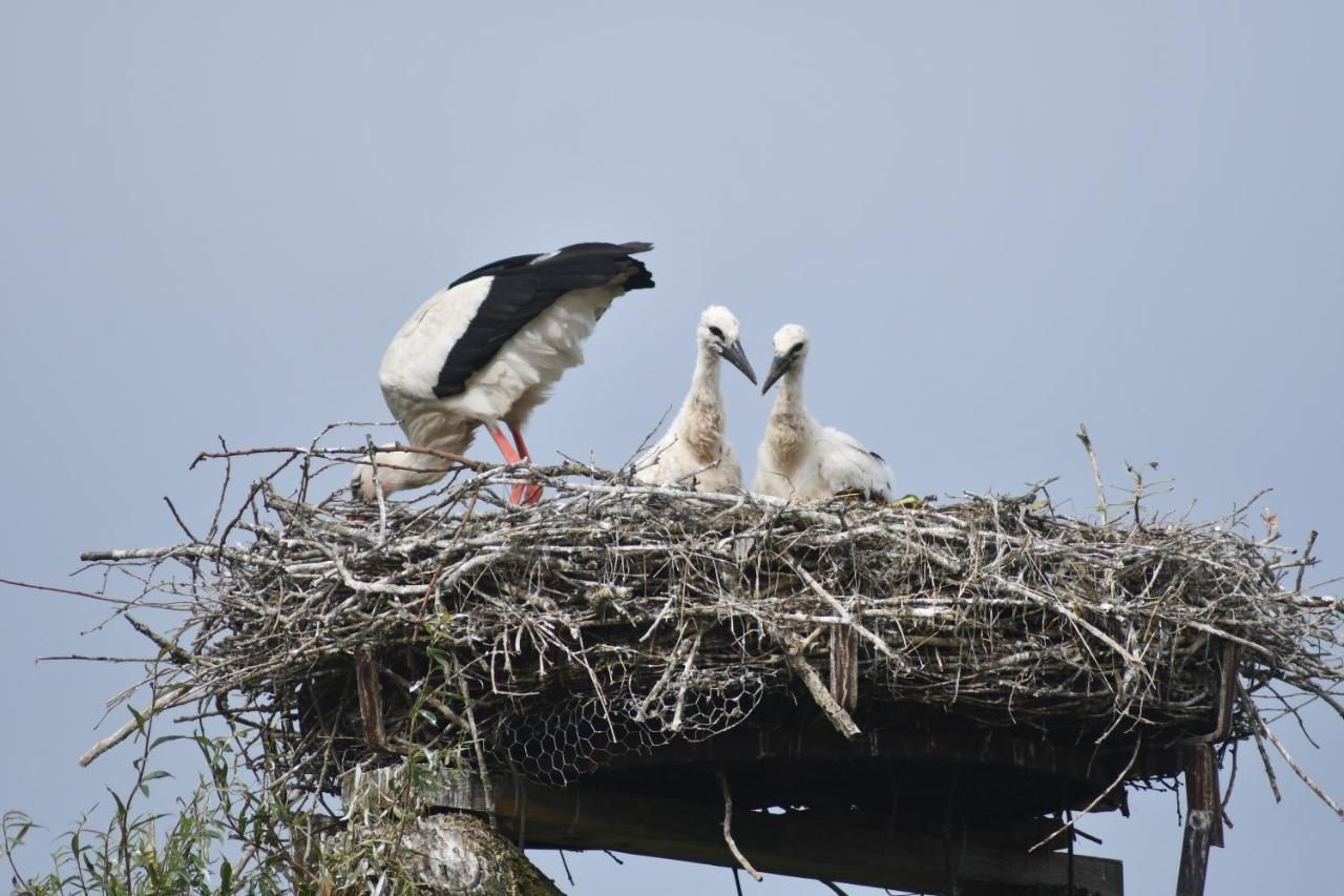 Storchennest
